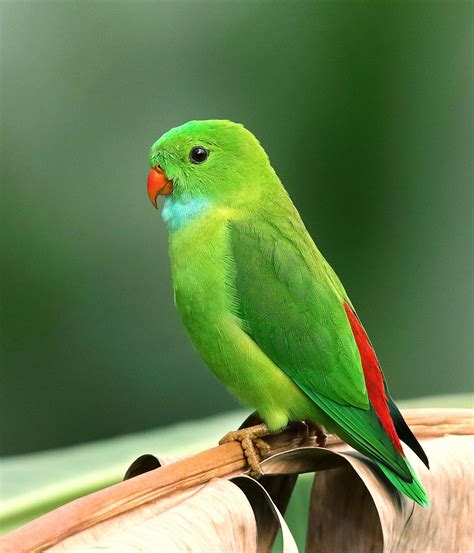 Green Bird · Free Stock Photo