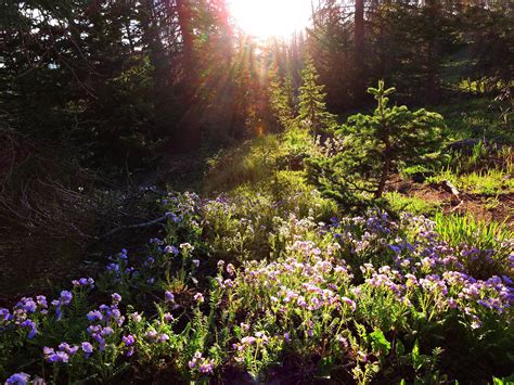 Sunlight Shining Through The Trees And Flowers Image Free Stock Photo