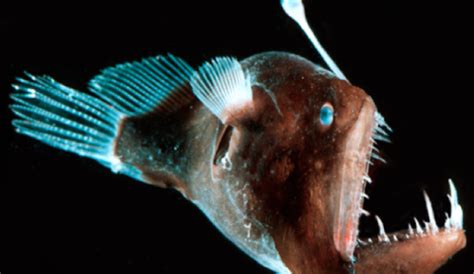 The First Footage Of The Anglerfish Has Been Caught By Researchers In