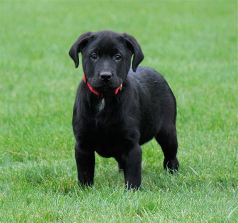 Rottweiler Lab Mix Puppy For Sale Fredericksburg Oh Female Macey