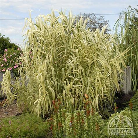 Plant Profile For Arundo Donax ‘peppermint Stick Giant Reed Perennial