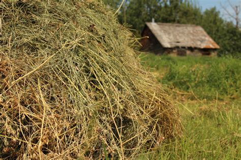 Pile Of Hay Farm Free Stock Photo Public Domain Pictures