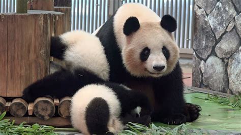 Panda Mama Playing With Her Baby パンダ アドベンチャーワールド Youtube