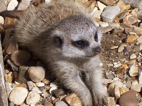 Baby Meerkat Baby Meerkat Meerkat Cute Animals