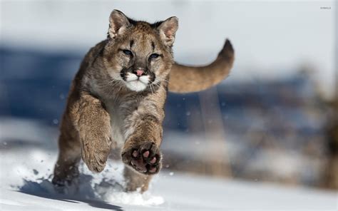 Cougar Running In The Snow Wallpaper Animal Wallpapers 45665