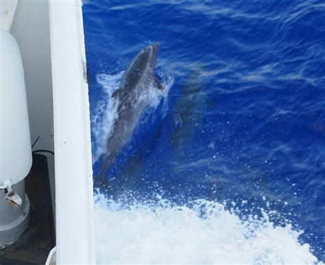 Dolphins Noaa Ship Nancy Foster R 352 In The Caribbean Apr Flickr