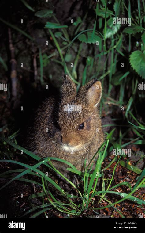 Pygmy Rabbit Washington Hi Res Stock Photography And Images Alamy