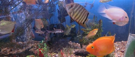 Our animal experts take the time to get to know our clients and. Marta's Pet Shop - Toronto Pet Store - Pets - Tropical Fish