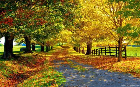 Download Beautiful Autumn Wallpaper Photo Nature Fall By
