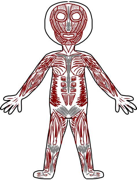 Clipart Body Systems Clipart Best