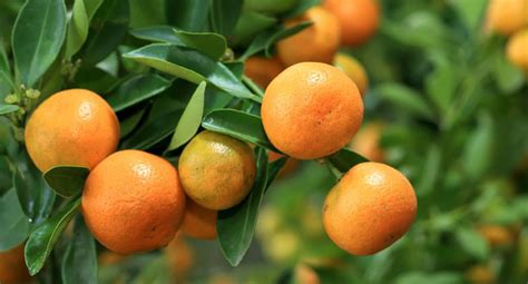 Mandarin Essential Oil Uses And Benefits Aromaweb