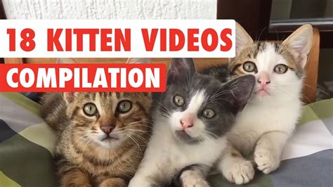 18 Kitten Videos Compilation 2017 Youtube