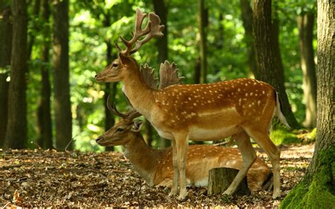 Deer In Forest Image Id 396507 Image Abyss