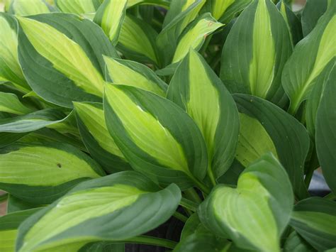 Hosta Gypsy Rose And Irish Luck Knechts Nurseries And Landscaping