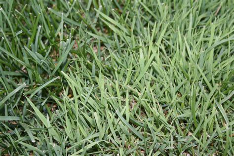 Weedy Grass Indentification Needed And How To Kill It Lawnsite™ Is The
