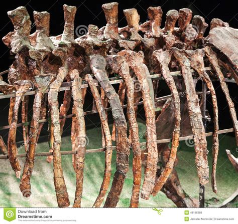 The remaining eight dinosaur bones are only available very late in red dead redemption 2. Dinosaur bones stock photo. Image of triassic, mesozoic ...