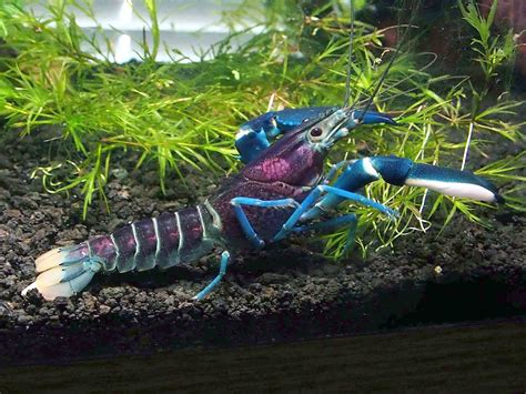 Buy Aquatic Arts 1 Live Thunderbolt Crayfishfreshwater Lobster Cherax