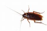 Cockroach Look Like Images