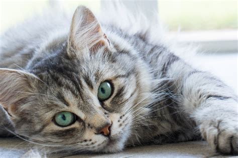 What To Know About Cats With Green Eyes Catster
