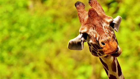 Desktop Wallpaper Giraffe Funny Face Big Animal Hd Image Picture