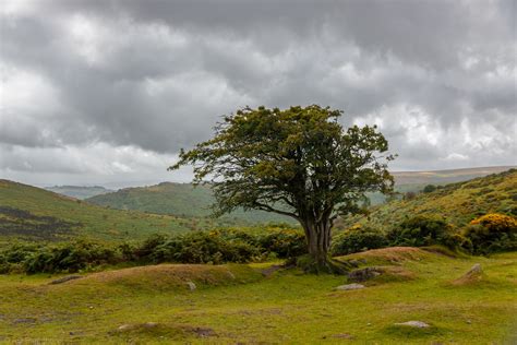 Witness One Tree Moor On Dartmoor Devon Throughurizen Flickr