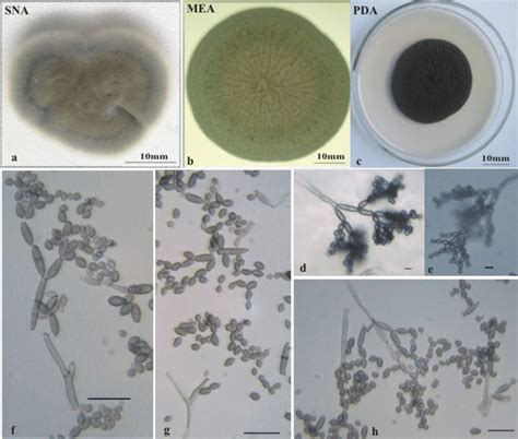 Cladosporium Limoniforme A Colony On Sna B Colony On Pda C