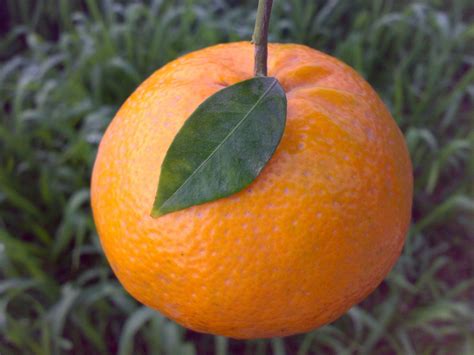 Kinnow A Variety Of Mandarin Orange Hybrid Parentage King