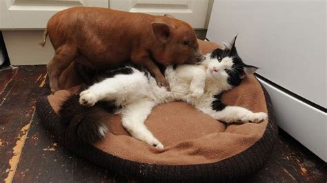 8 Unlikely Animal Friendships Unlikely Animal Friends Animals