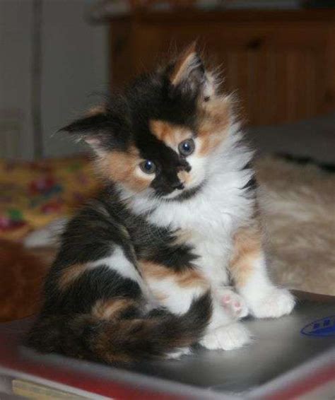 Long Haired Calico Cat For Sale 2022