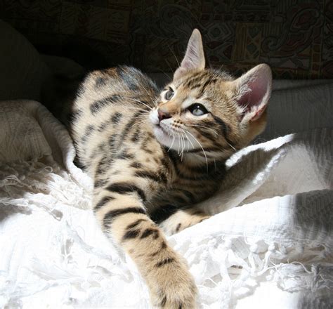 Transhu Domestic Shorthair Tiger Cat