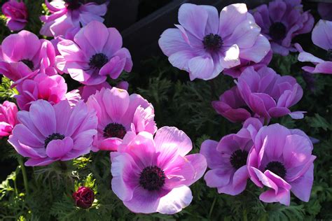 paradis express: Roger's Garden, Corona del Mar