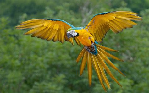 Parrot Macaw Flying Hd Desktop Wallpapers 4k Hd
