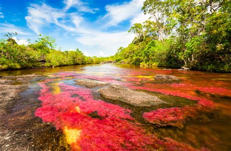 Caño cristales is a colombian river located in the serrania de la macarena province of meta. Cano Cristales - rzeka, która uciekła z raju - Podróże