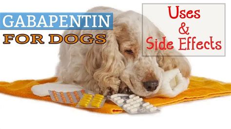 Learn About Gabapentin Dog Dosage Youtube