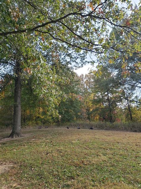 View Of A Flock Of Turkeys Blendon Woods Metro Park Columbus Ohio