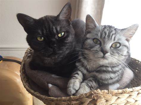 British Shorthair Tabby Cats Breed Information Omlet