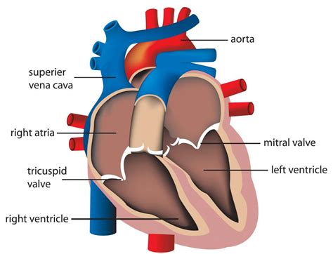 What Is A Heart Specialist With Pictures