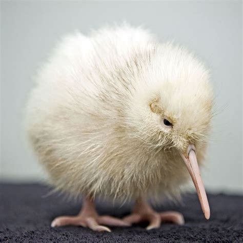 25 Best Kiwi Bird Kiwis National Bird Of New Zealand Images On
