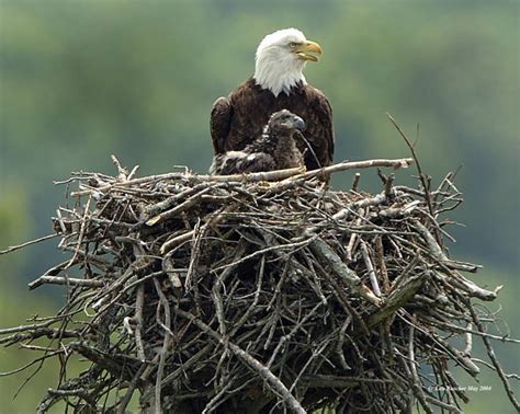 Eagle Habitat Delaware Highlands Conservancy