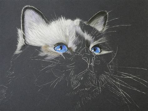 Pencilpix By Sue Clinker 1204 Ragdoll Cat Wip