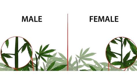How To Tell If Your Plant Is Male Or Female Before Flowering