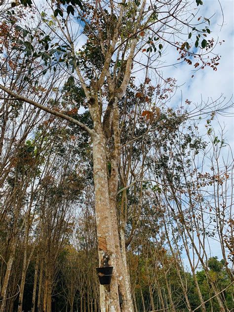 See more of ladang getah noreh sdn bhd on facebook. Pokok Getah | Outdoor, Tree, Plants