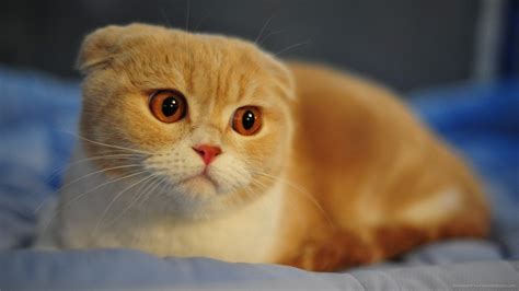 8 Things You Didnt Know About Scottish Folds Quiz