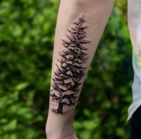 30 Refreshing Evergreen Tree Tattoo Designs Amazing