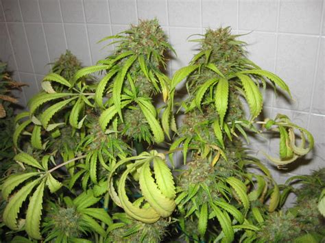 Mixed Mutts Classic Seeds Cannabis Strain Info