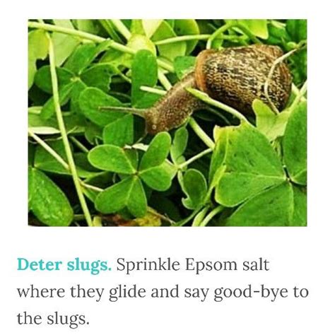Read on if you want to know why salt kills slugs. Epson salt is excellent for your garden and keep Slugs ...