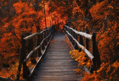 Leaves Forest Orange Wood Bridge Nature Lights