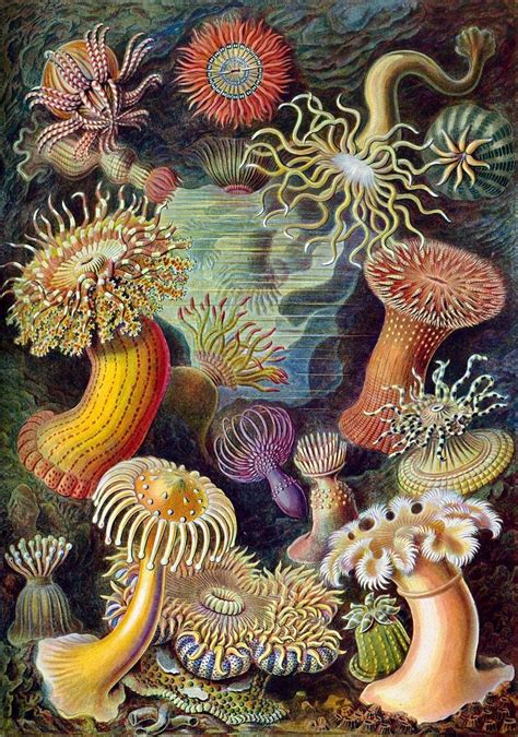 Sea Anemones 1904 Ernst Haeckel Art Forms In Nature Intaglio