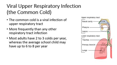 Nursing Case Study Acute Viral Upper Respiratory Infection Common