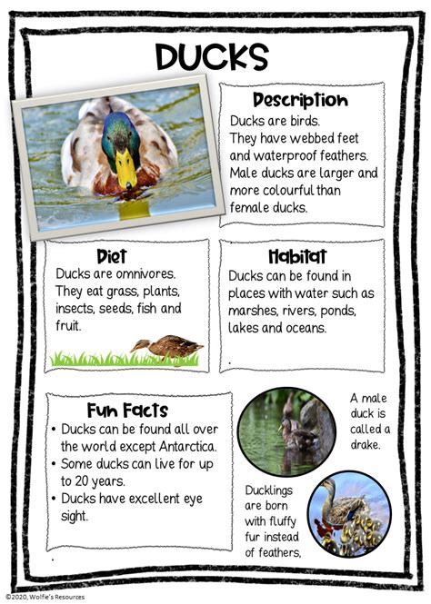 Duck Fact Sheet Teaching Resources